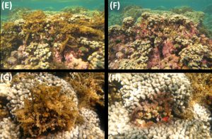 four different photos of sea urchins on a reef