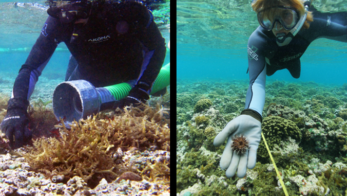 two divers working with sea urchin on an ocean reef