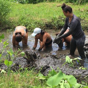 students working in a taro patch