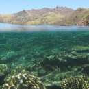 UH-led research shows forest conservation can aid coral reefs
