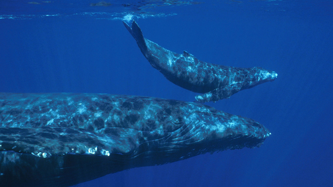 Humpback whales swimming