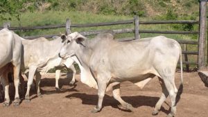 Brazilian cattle