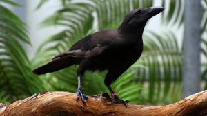 Alala or Hawaiian Crow, click for larger image