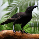 Disney grant aids ʻalalā re-entry into the wild