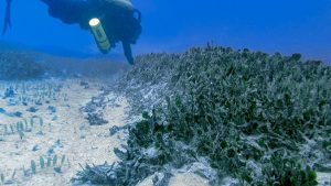 the invasive algae species Avrainvillea amadelpha