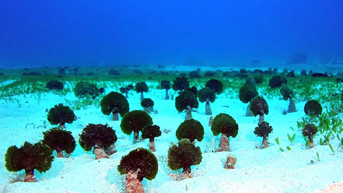 newly discovered algae species Avrainvillea erecta