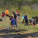 UH Mānoa leads project to plant 1,000 trees in a day