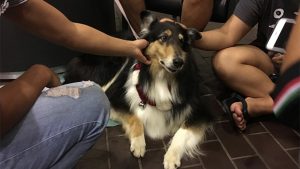 Therapy dog getting pets