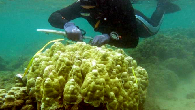 diver surveying coral in the ocean