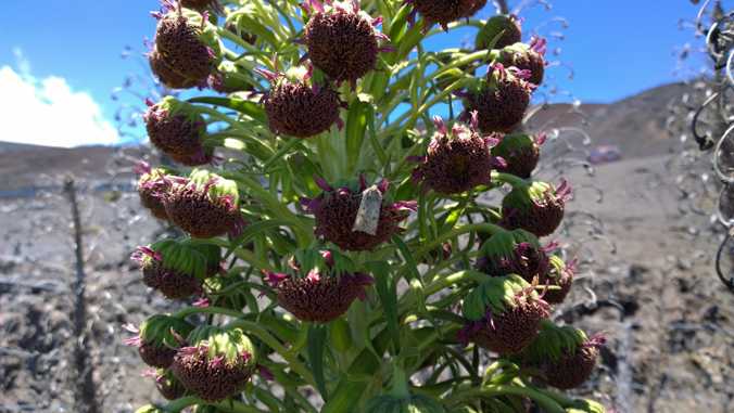 moth feeding on the nectar of a plant
