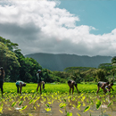 Study shows indigenous agriculture could play vital role in Hawaiʻi