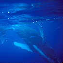 NOAA highlights UH marine mammal expertise