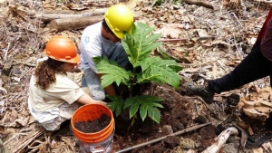 two people planting breadfruit