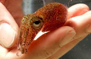 small squid scooped into a hand