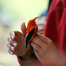 Efforts to save endangered birds with new biotechnology boosted by $25K donation