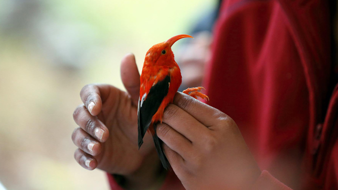 hands holding a bird