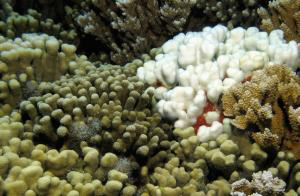 Pigmented coral on left and bleached coral on right
