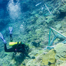 Coral reef bacteria synchronize changes across vast distance