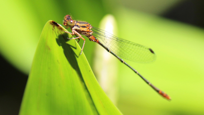 damselfly