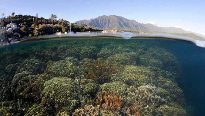 View of coral reef in ocean.