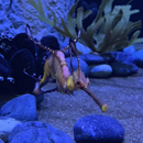 Waikīkī Aquarium to close August 20 in wake of recent county order
