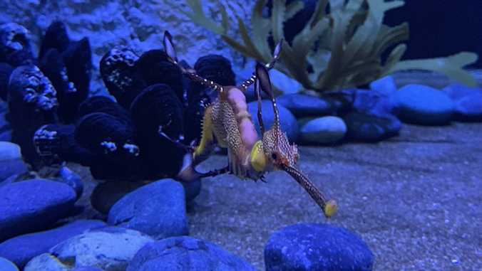 sea dragon