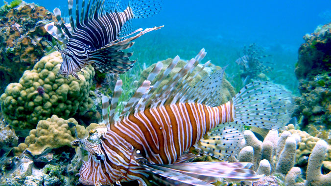 lionfish