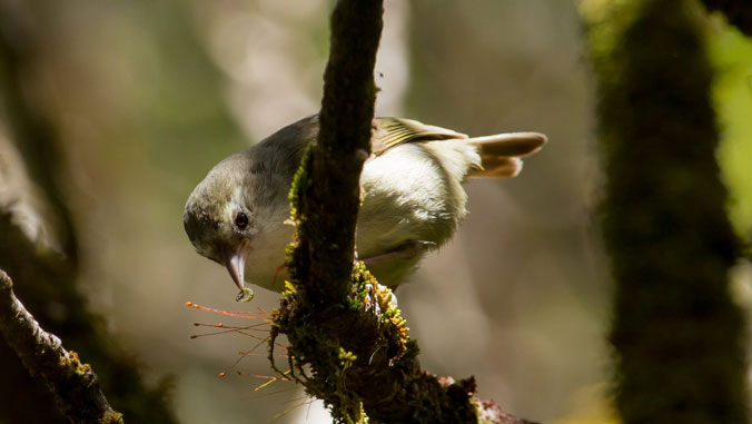 bird