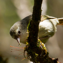Endangered ʻakikiki bird conservation focus of award
