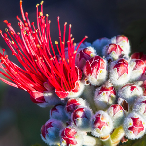 ohia blossom