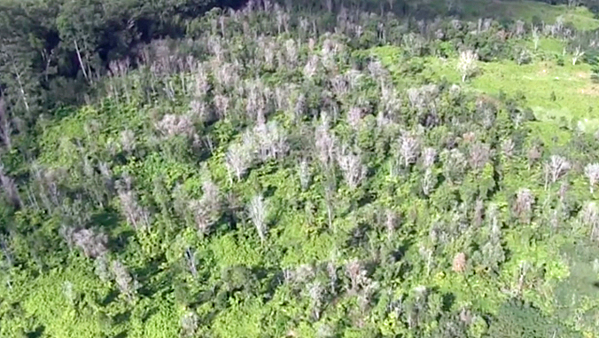 tops decimated ohia trees