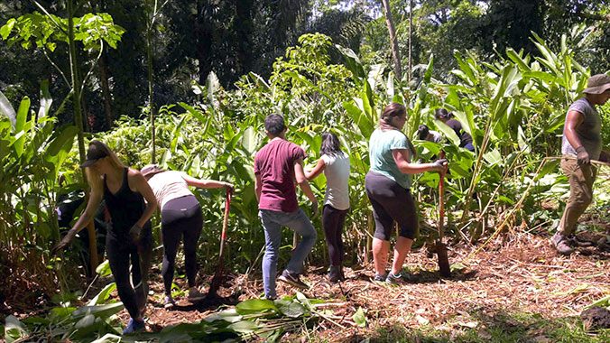 SURE students volunteer at Lyon Arboretum.