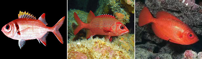 Red fish: Uu, alaihi and aweoweo