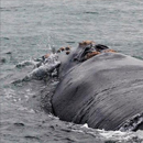 Whale moms, calves whisper to avoid predators