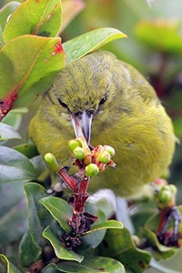yellow-green bird, Hawaiian honeycreeper