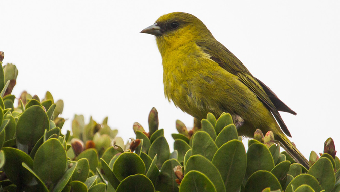 yellow-green bird, Hawaiian honeycreeper