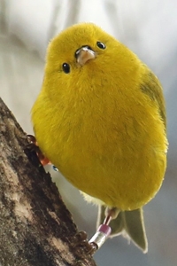 yellow bird, Hawaiian honeycreeper