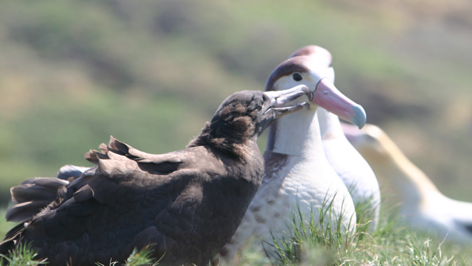 albatross birds