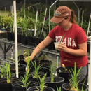 UH Hilo students grow exotic rice in East Hawaiʻi