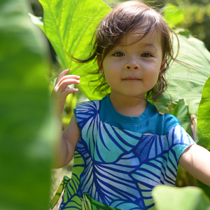 A theatrical celebration of kalo’s life cycle for keiki