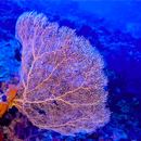 Advances in research shed light on Micronesia’s deep reefs