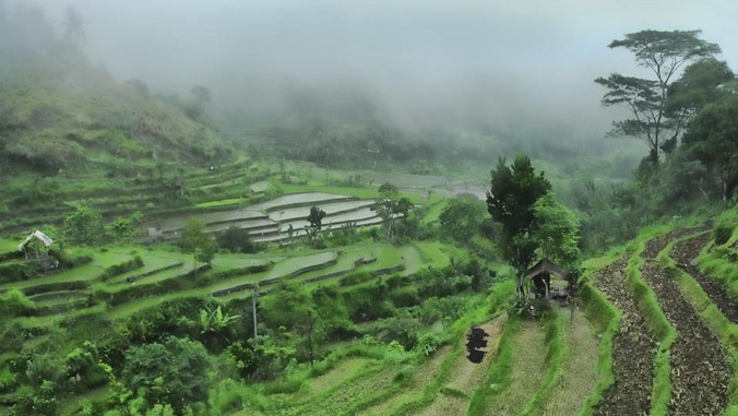 Rain and clouds over rice fields