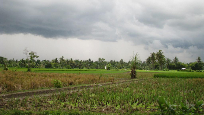 dark clouds over rice paddies