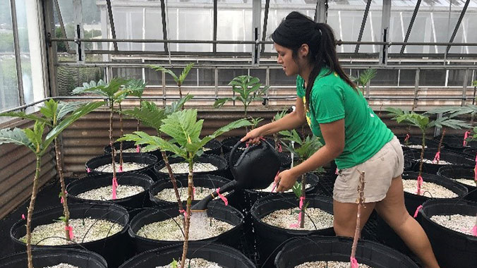 Kahealani Acosta assesses physical and physiological effects of nutrient deficiencies in Hawaiian breadfruit.
