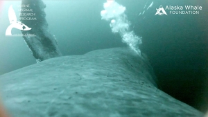 Whale blowing bubbles underwater