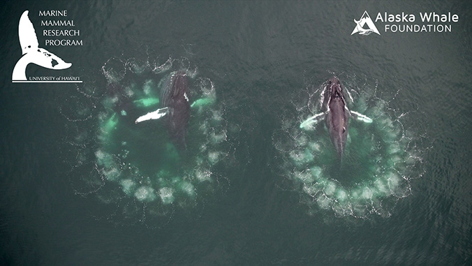 Whales and bubble rings Permit Number: NOAA #19703