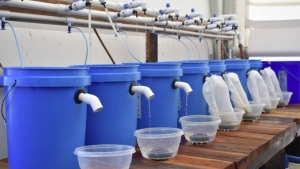 oyster raising system with blue buckets and containers with oysters