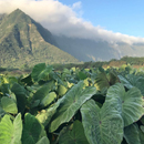 Waimānalo health-research project success due to community participation