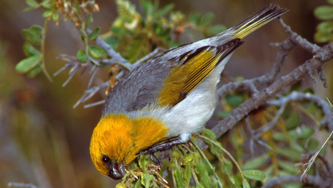 palila songbird