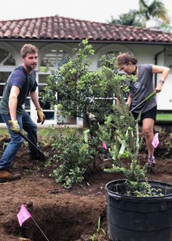 volunteers planting trees